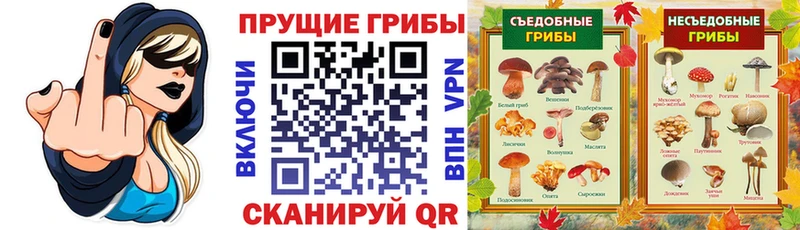 Галлюциногенные грибы Cubensis  где купить наркоту  Заозёрск 